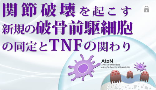 関節破壊を起こす新規の破骨前駆細胞の同定とTNFの関わり