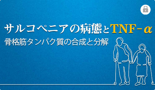 サルコペニアの病態とTNF-α　骨格筋タンパク質の合成と分解