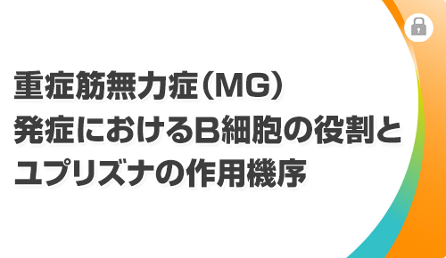 重症筋無力症（MG）発症におけるB細胞の役割とユプリズナの作用機序